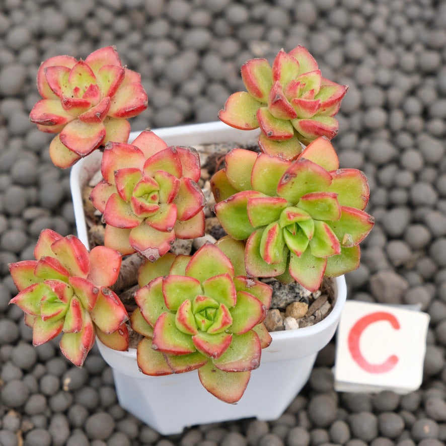 Echeveria Letizia Imported Succulent Plant