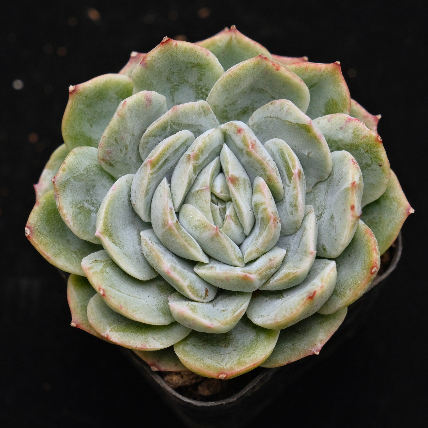Echeveria Joberry Korean Succulent Plant Air Magic Hybrid