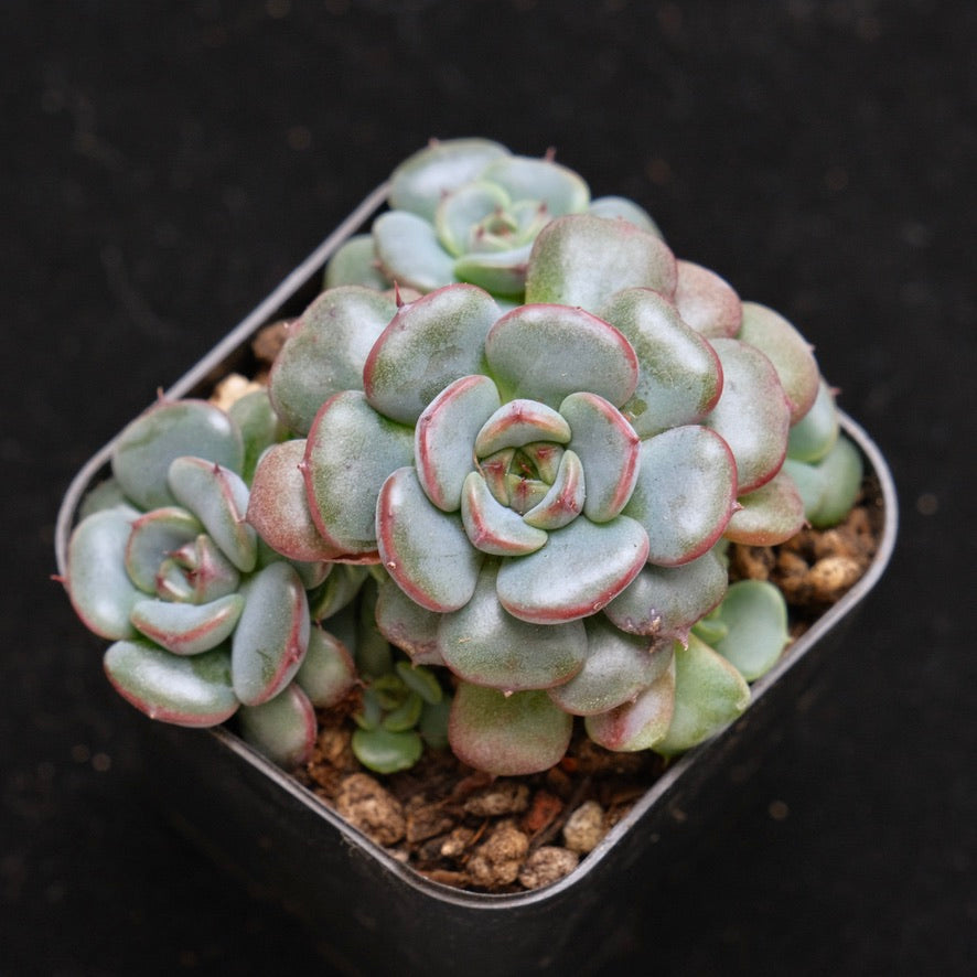Echeveria Wiz Beauty hybrid Korean Succulent Plant