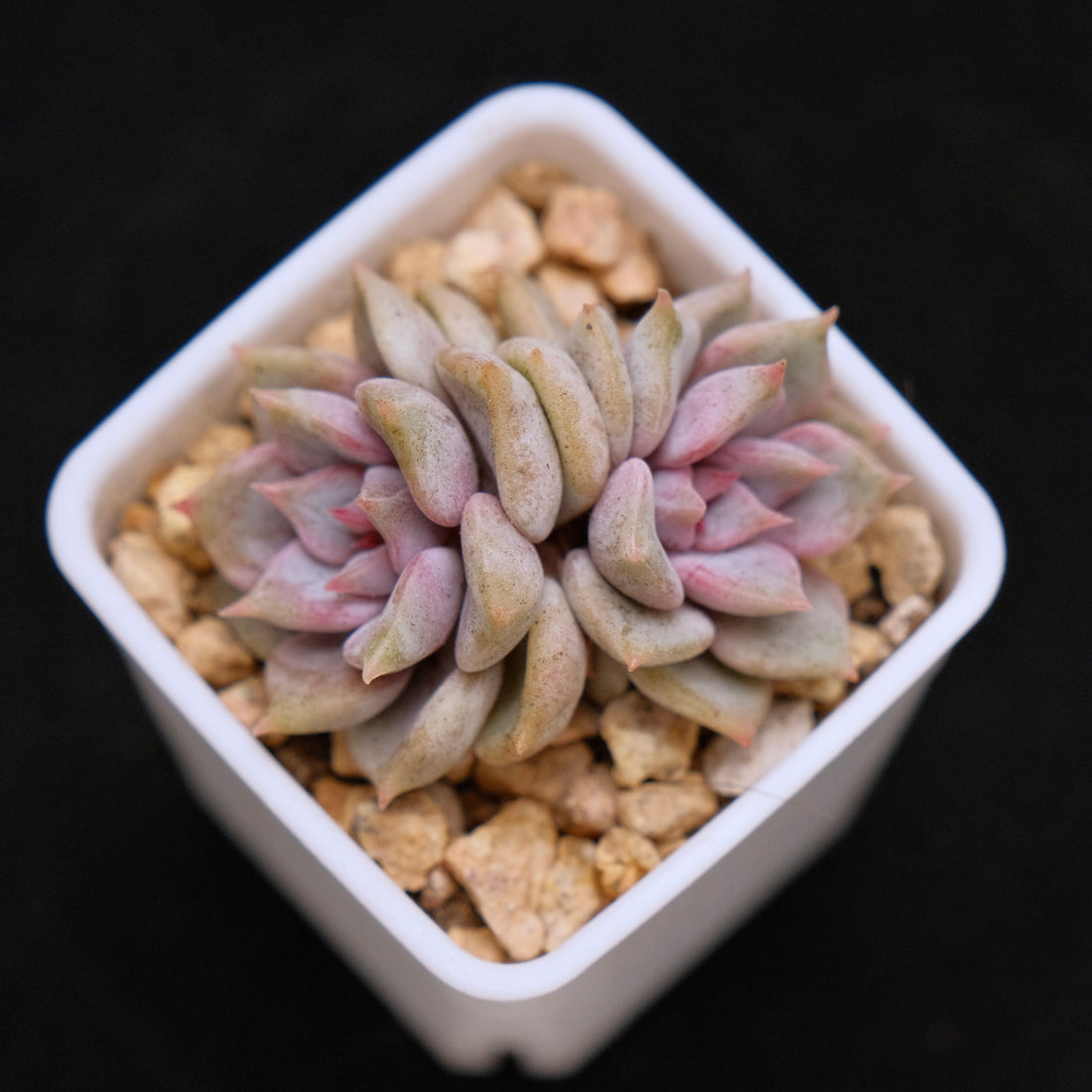Echeveria Pastel Leon babies Korean Succulent Plant