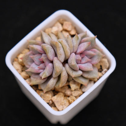 Echeveria Pastel Leon babies Korean Succulent Plant