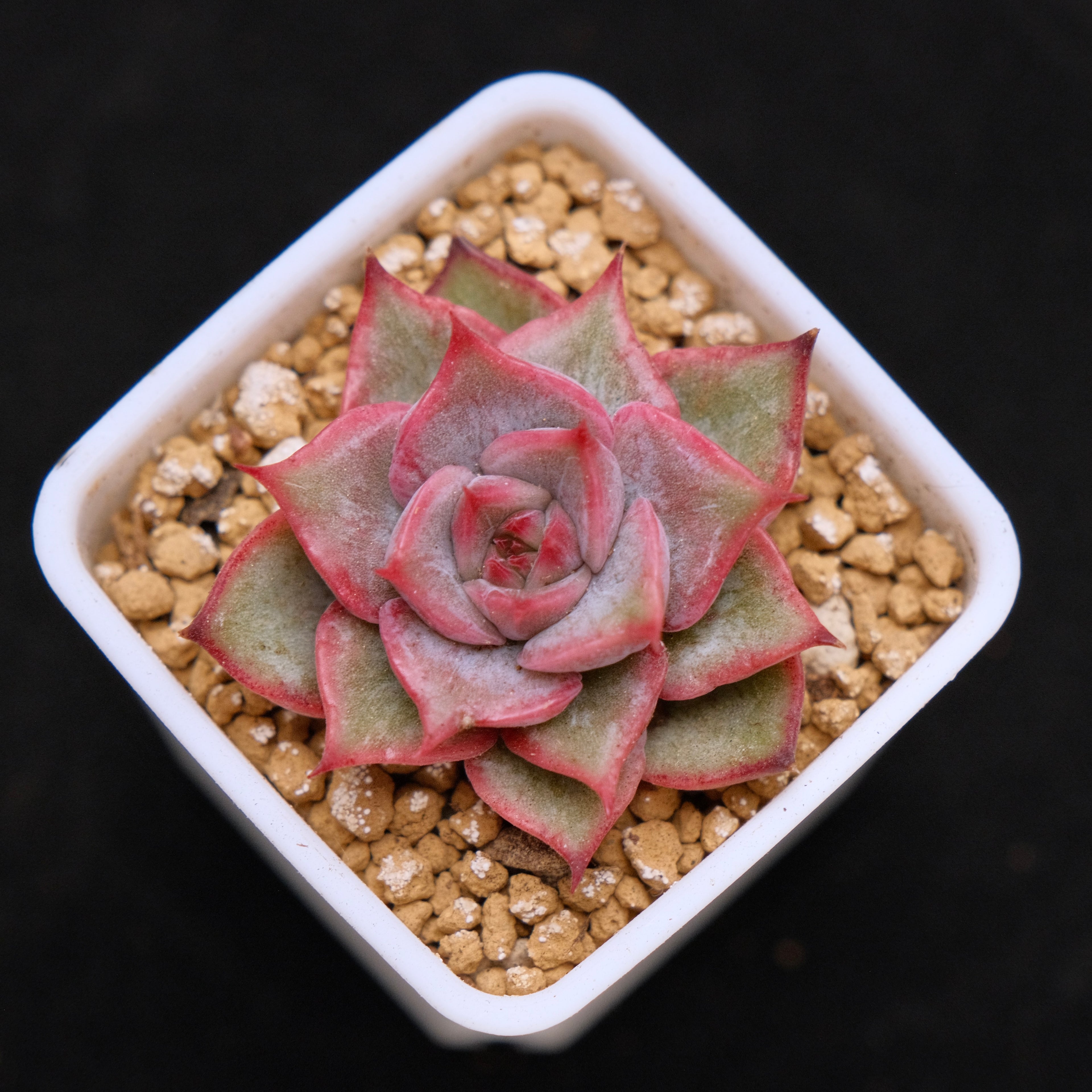 Echeveria Morning baby Korean Succulent Plant