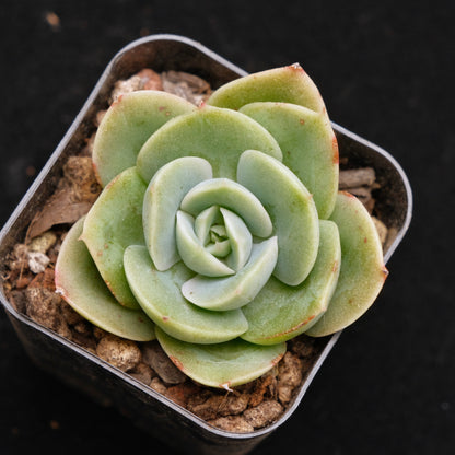 Echeveria Arenas Korean Succulent Plant