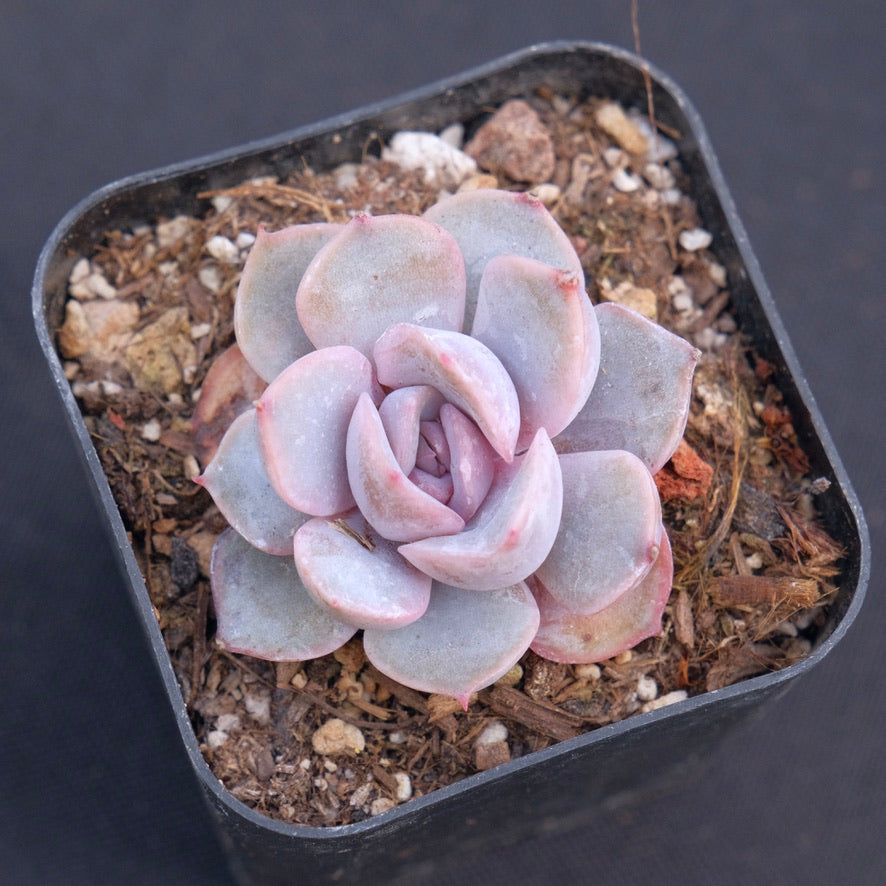 orion succulent Echeveria Orion Succulent Plant – Succielife
