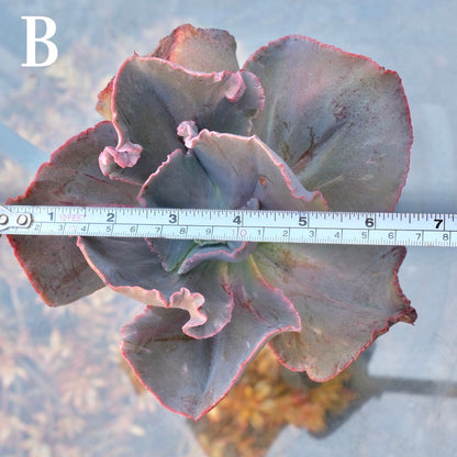 Monstrose Echeveria hybrid - Very Rare Dick Wright hybrid - B