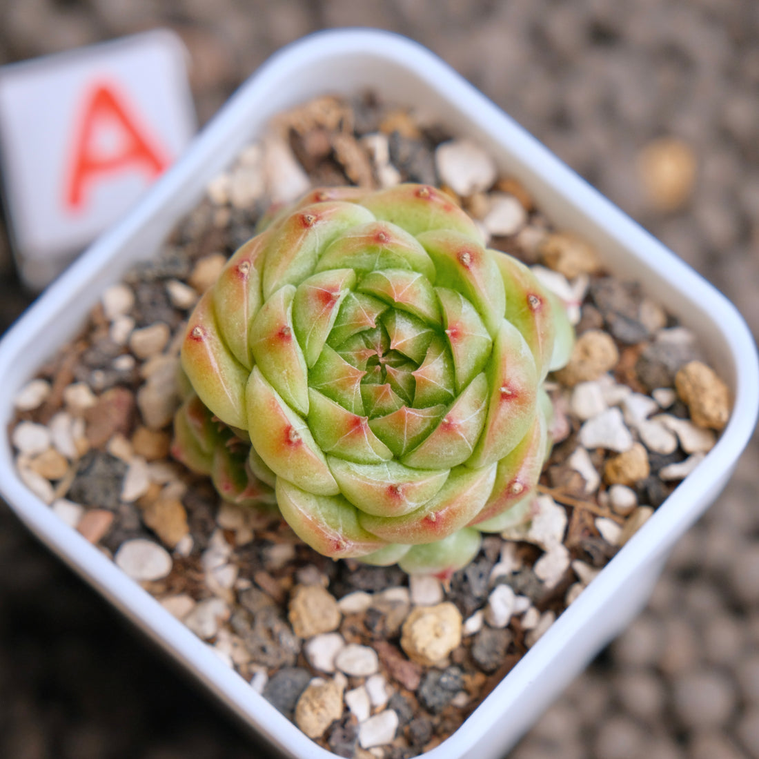 Echeveria Cola Jelly Imported Succulent Plant - A