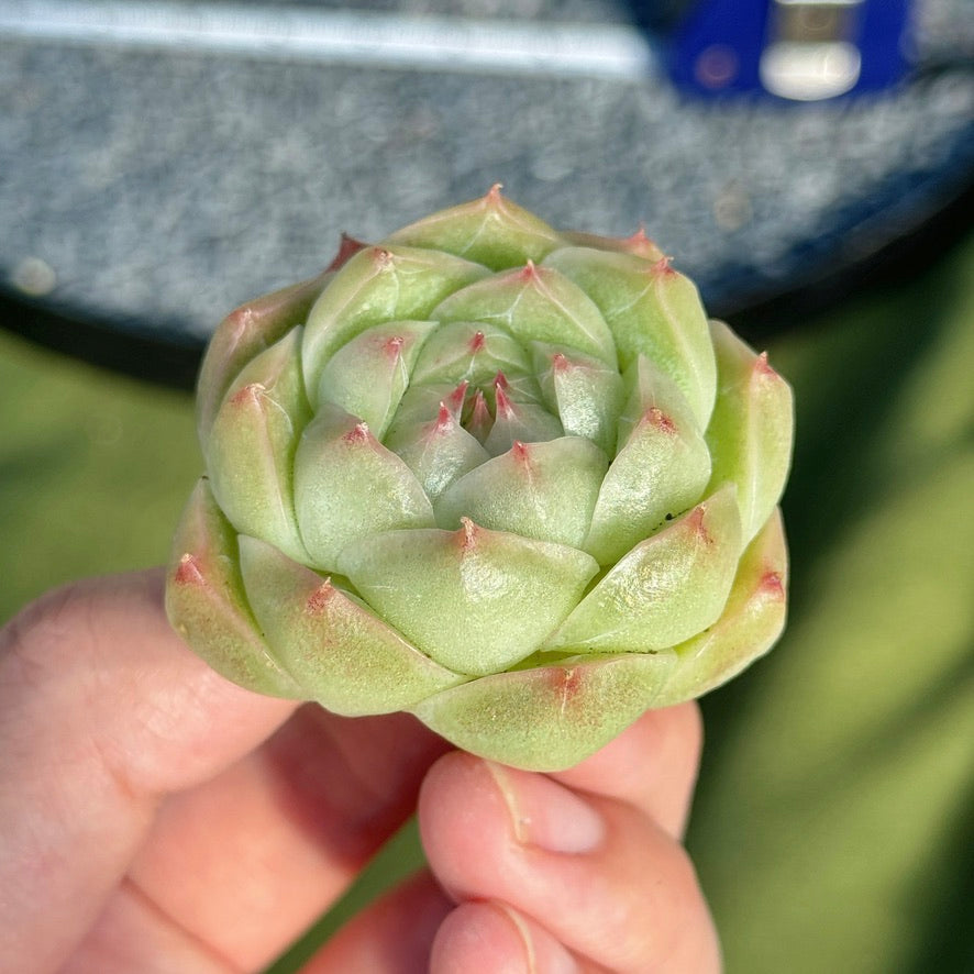 Echeveria Malgan Succulent Plant E