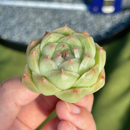 Echeveria Malgan Succulent Plant E