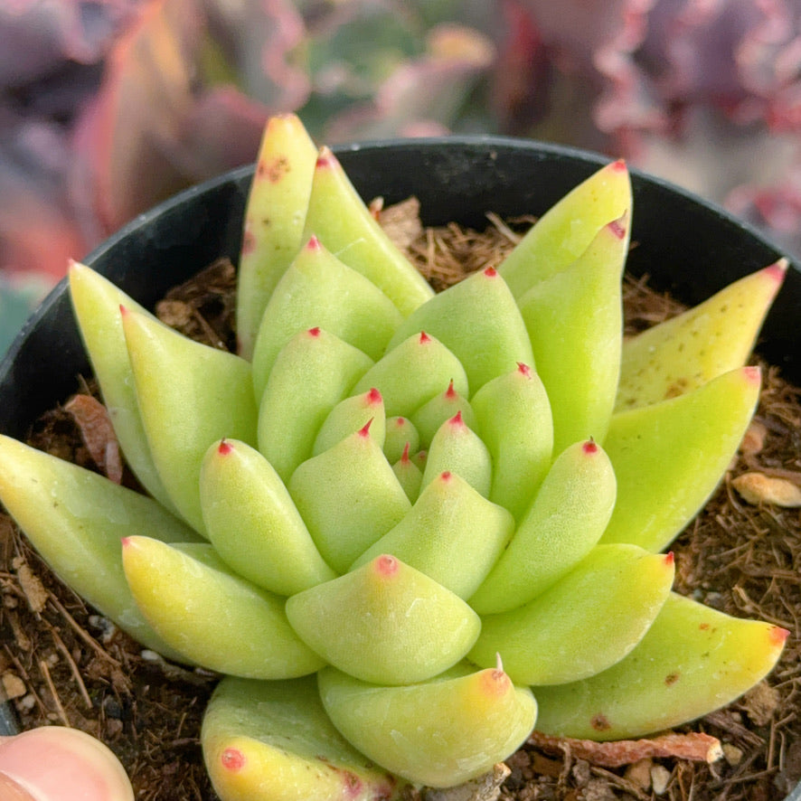 Echeveria agavoides Morgain Succulent Plant
