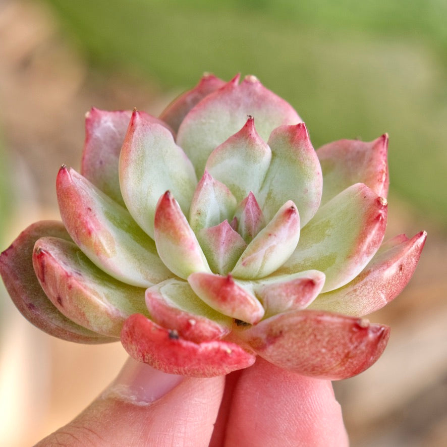 Monstrose Ech. Vampire Queen Korean Succulent Plant Rare Changhee hybrid