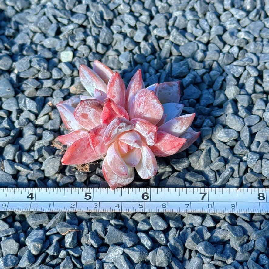 Echeveria Trumso Succulent Plant B