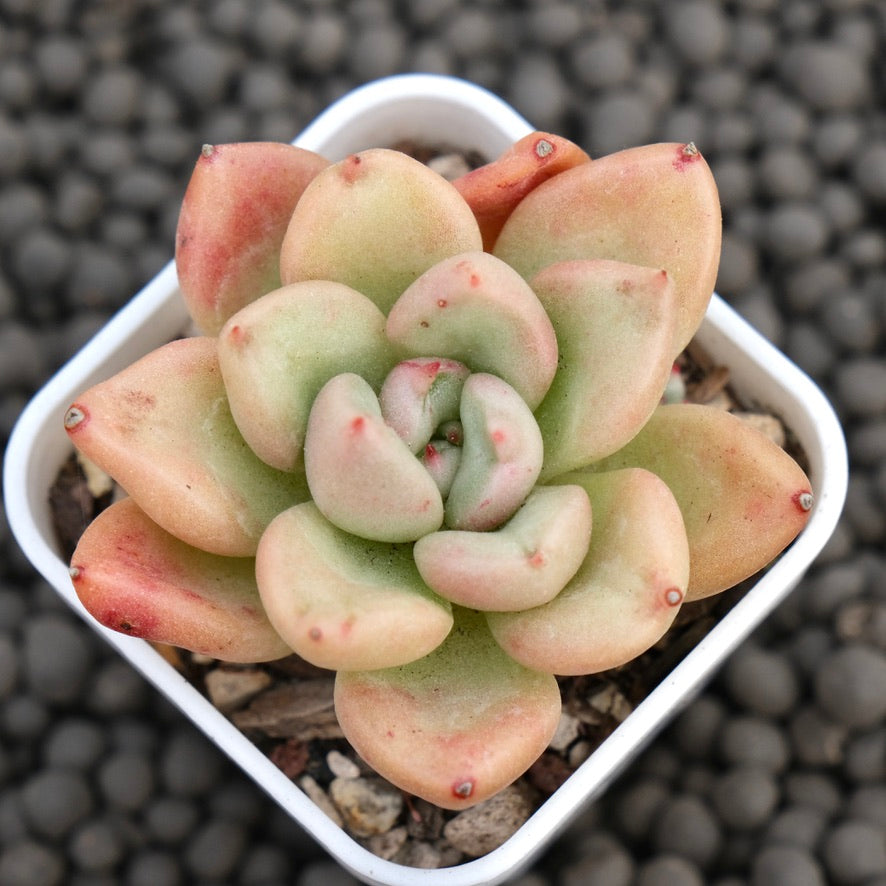 Echeveria Avocado Cream Imported Succulent Plant