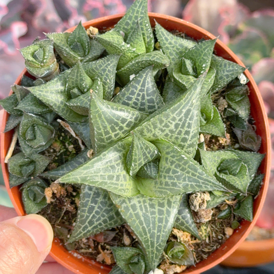 Haworthia tessellata Succulent Plant