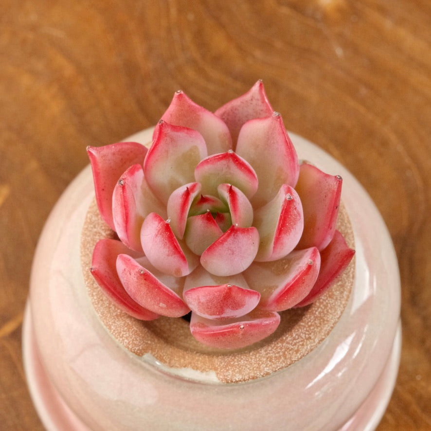 Echeveria Bouquet Korean Succulent Plant