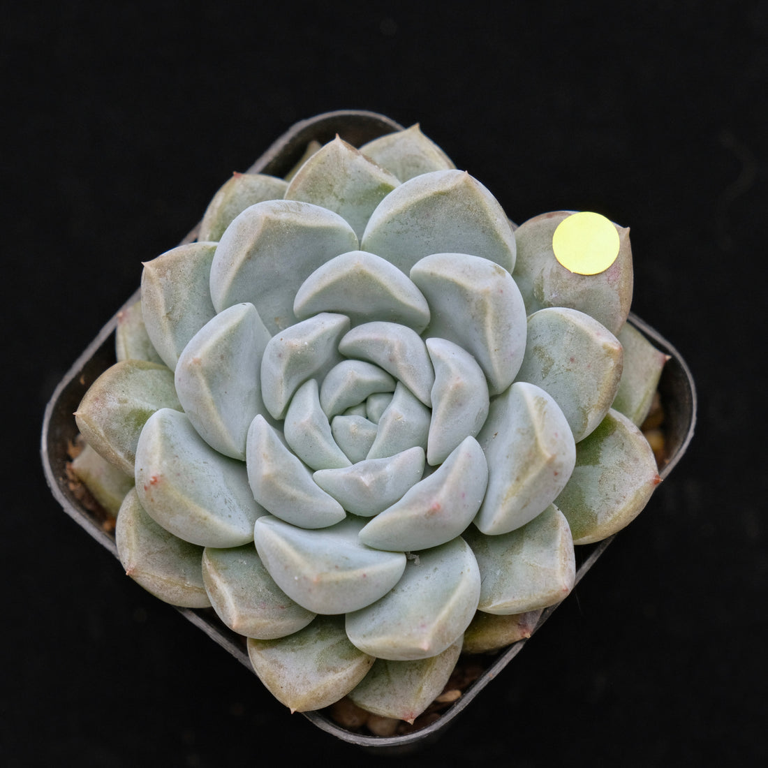 Echeveria Cream Ball Korean Succulent Plant