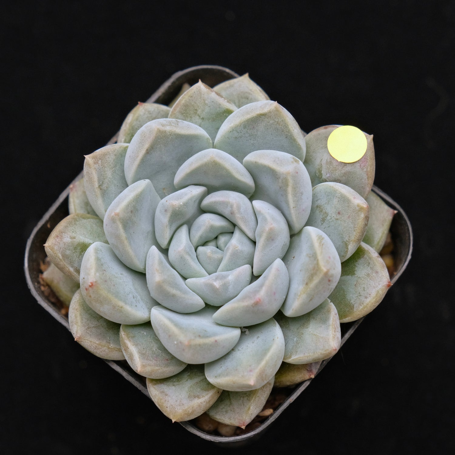 Echeveria Cream Ball Korean Succulent Plant