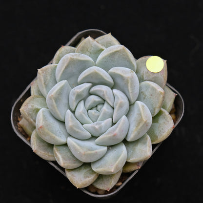 Echeveria Cream Ball Korean Succulent Plant