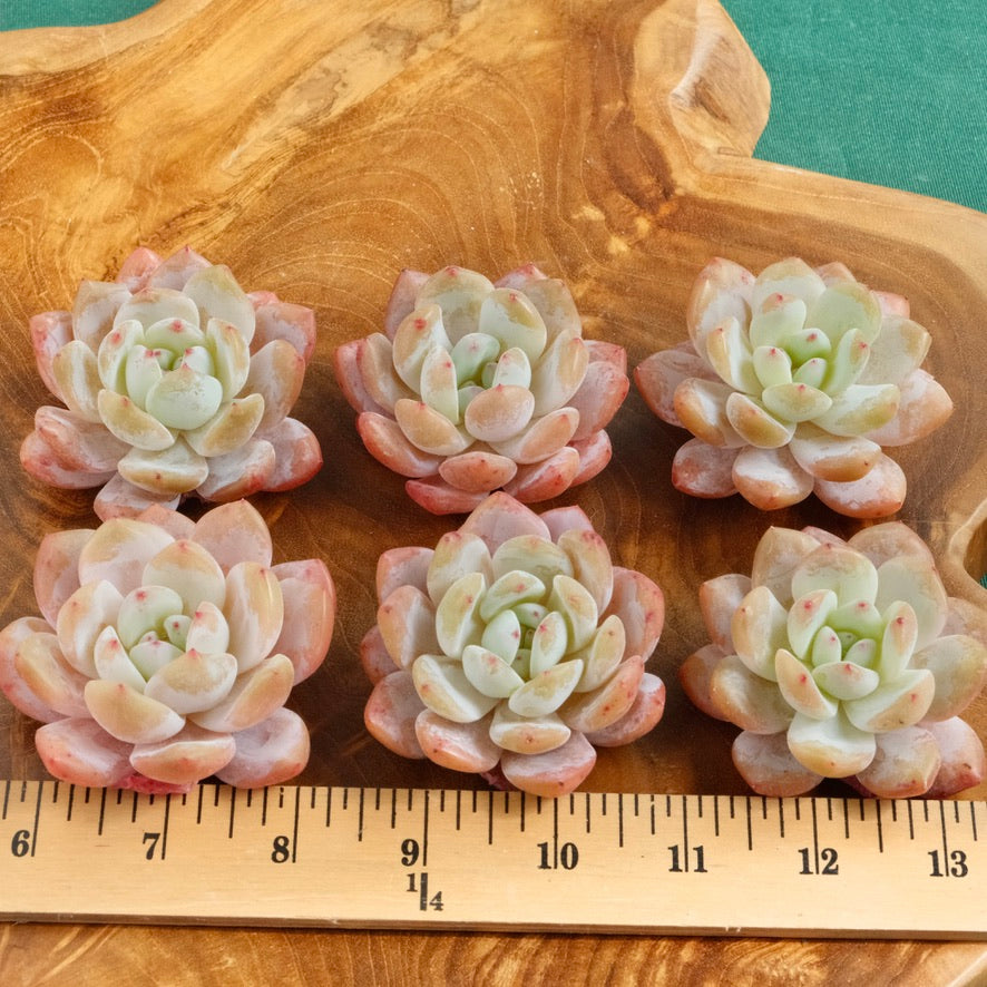 Echeveria Monroe Korean Succulent Plant