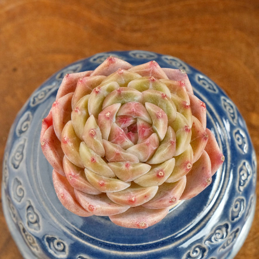 Echeveria Jelly hybrid Imported Succulent Plant