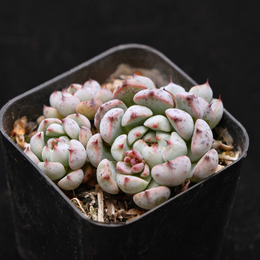 Echeveria Indigo Mini Korean Succulent Plant Hwaga Hybrid