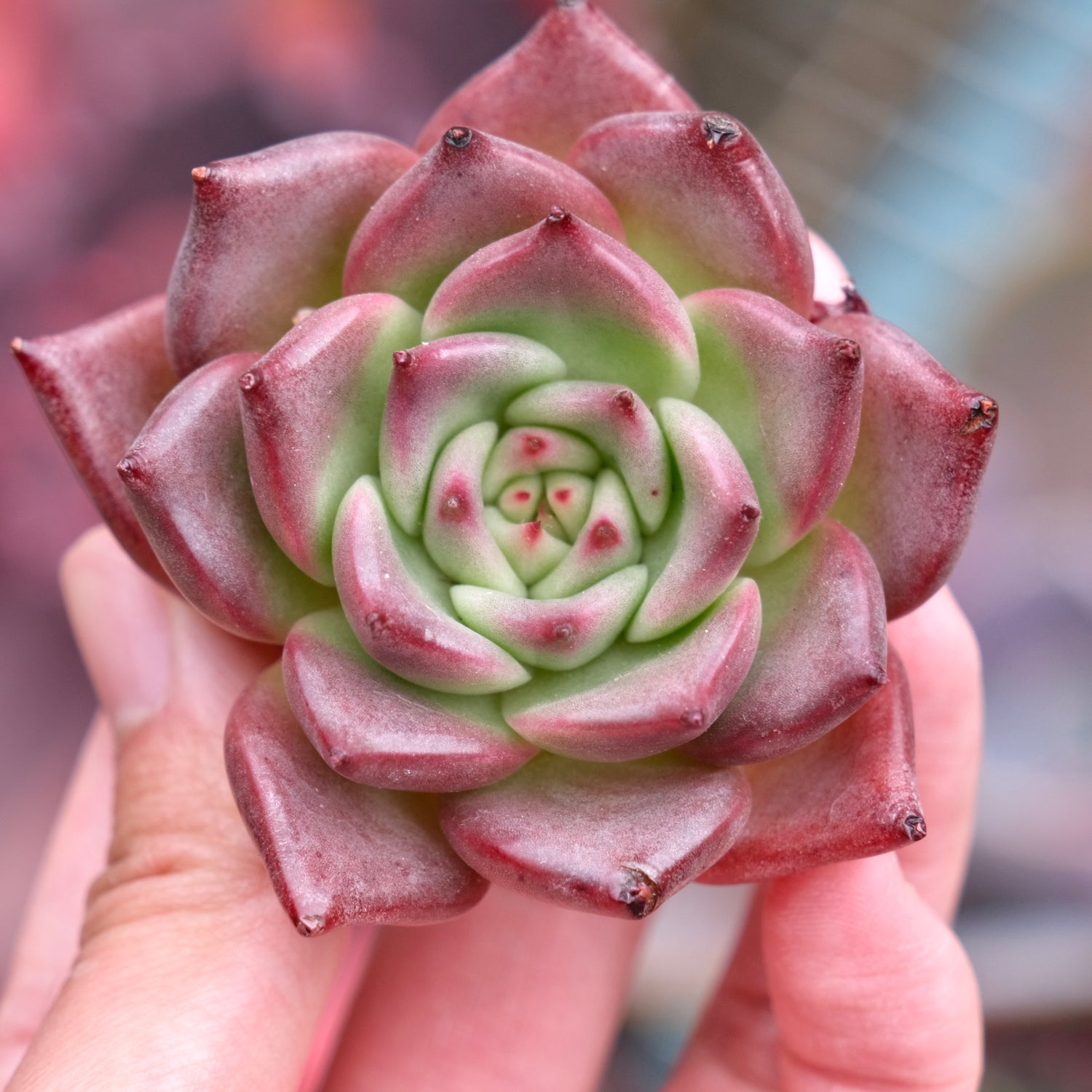 Echeveria Somnium Korean Succulent Plant