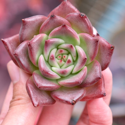 Echeveria Somnium Korean Succulent Plant