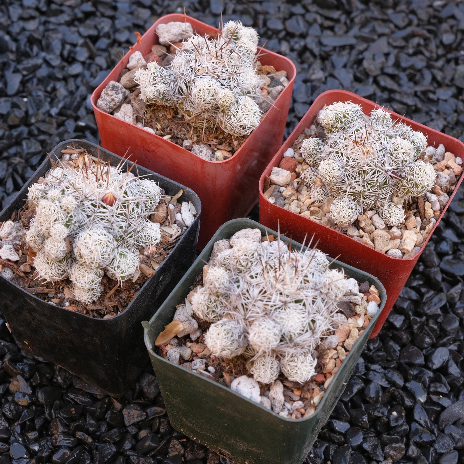 Thimble Cactus Mammillaria gracilis fragilis Locally Grown Succulent Plant