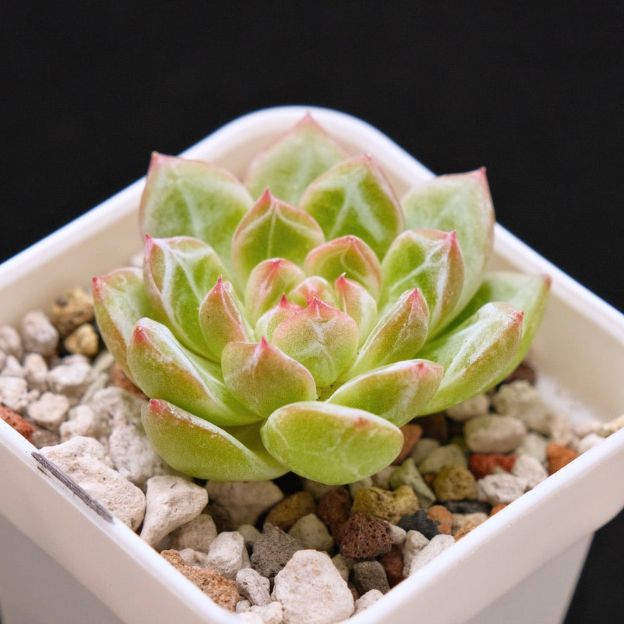 Echeveria Snowflake Jelly Korean Succulent Plant *Rare*