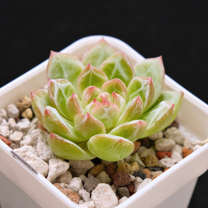 Echeveria Snowflake Jelly Korean Succulent Plant *Rare*