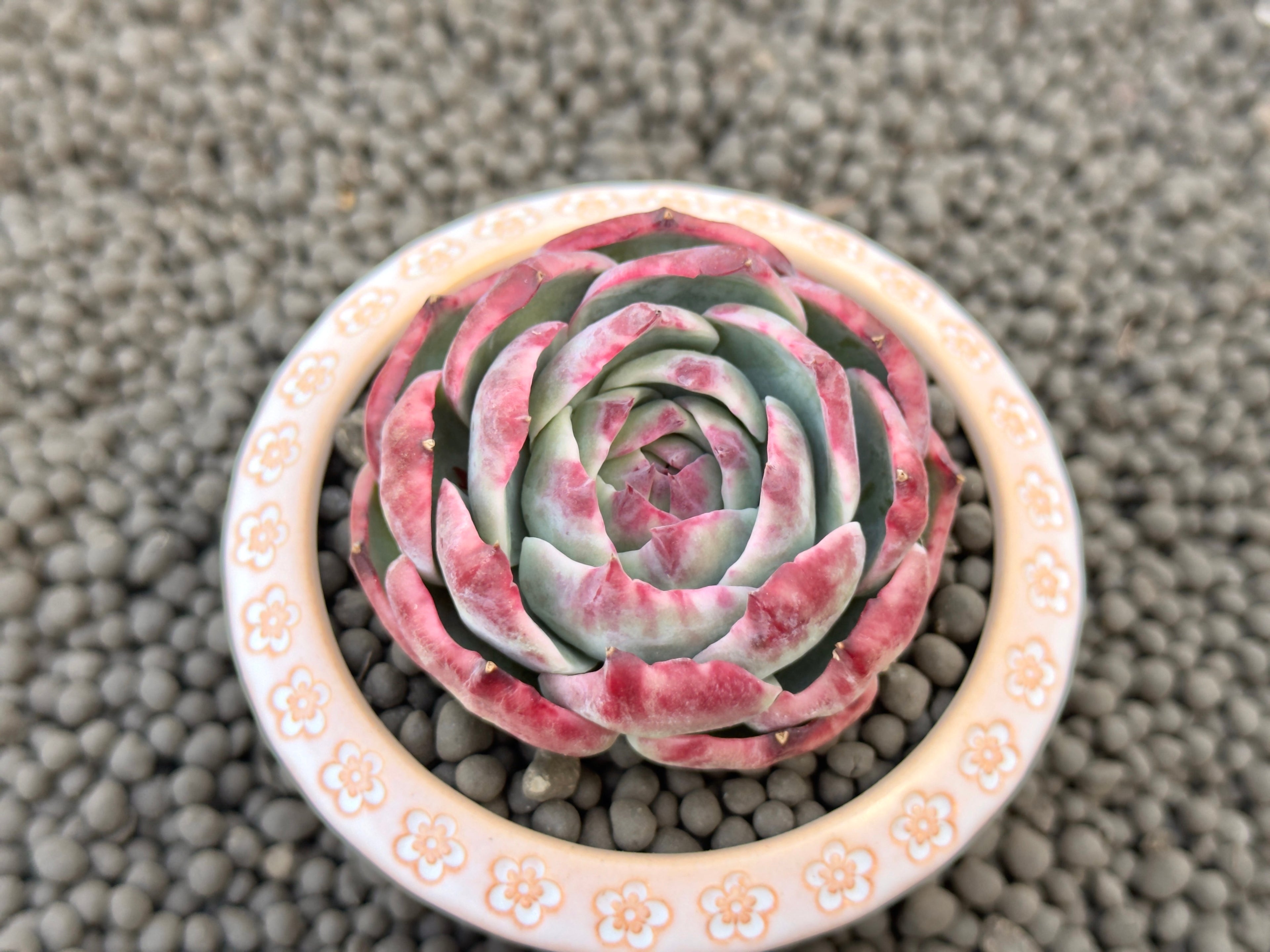 Variegated Echeveria Casio Korean Succulent Plant