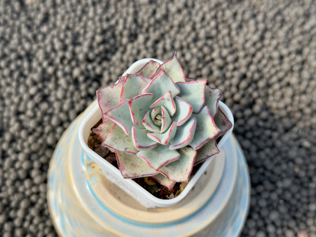 Echeveria Stritiflora Korean Succulent Plant
