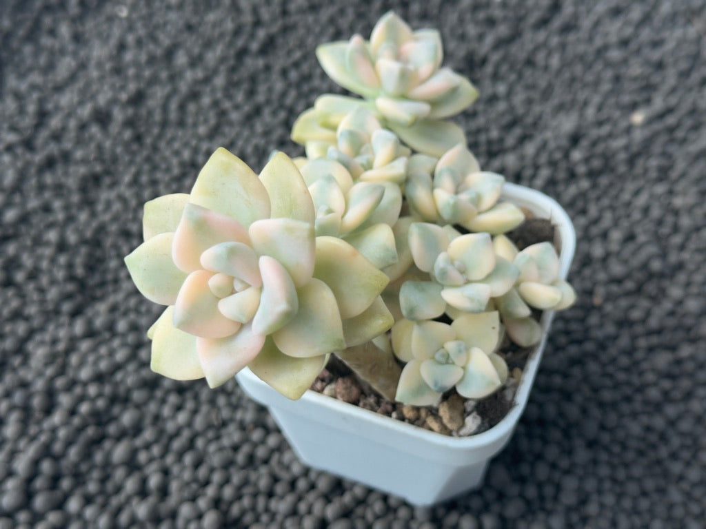 Variegated Gratpoveria Titubans Imported Succulent Plant