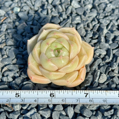 Echeveria Malgan Succulent Plant F