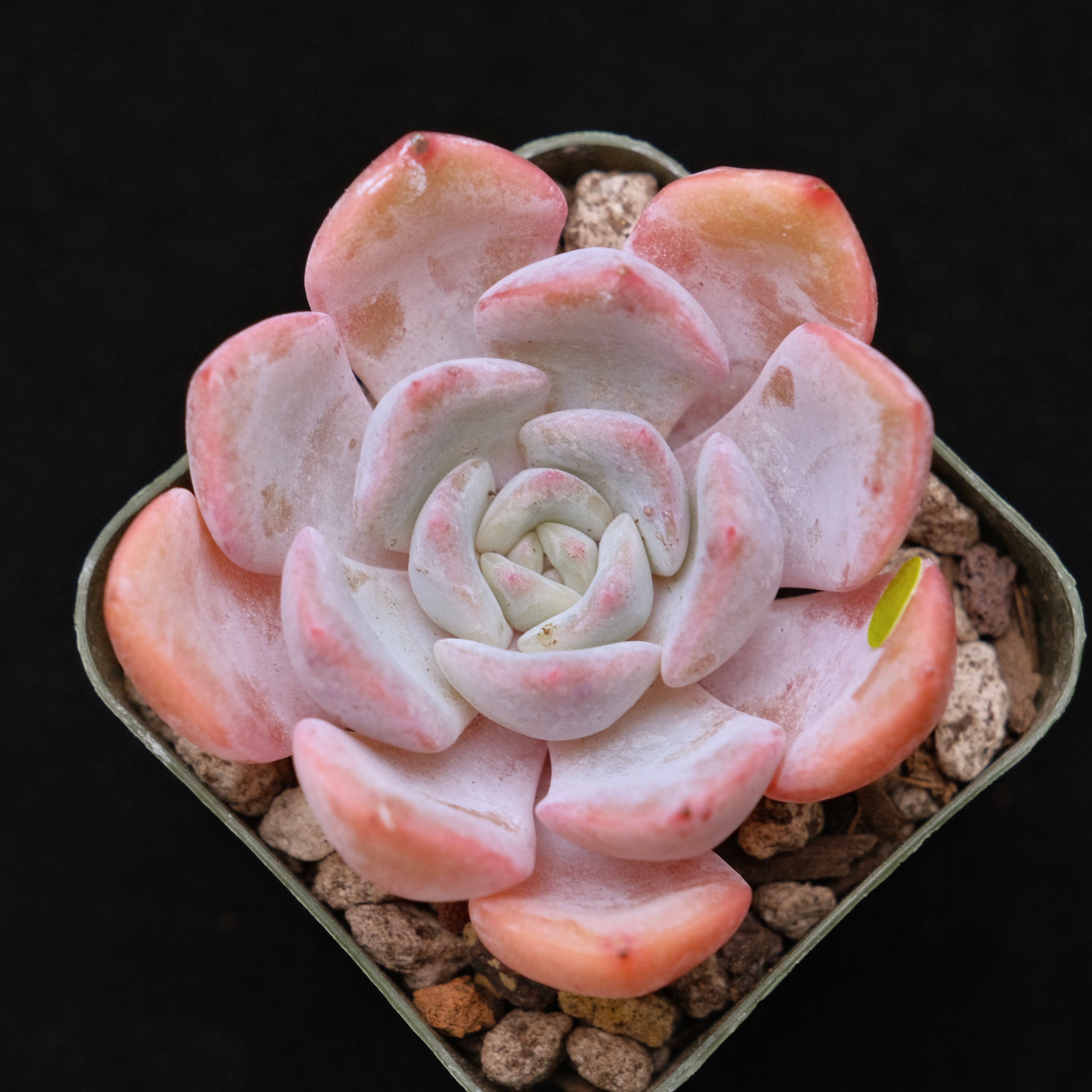 Echeveria Winter Flower Korean Succulent Plant 冬之花