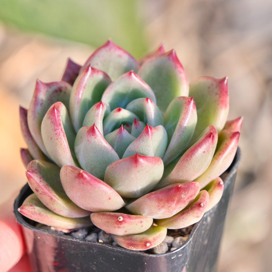 Echeveria Red Night Korean Succulent Plant Air Magic hybrid