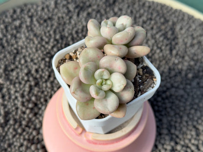 Echeveria Bill Gates Imported Succulent Plant