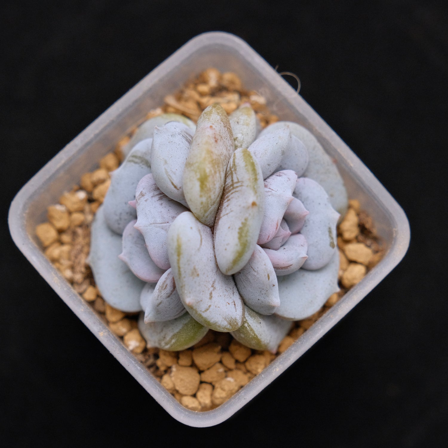 Echeveria Milk Purple Korean Succulent Plant Changhee hybrid