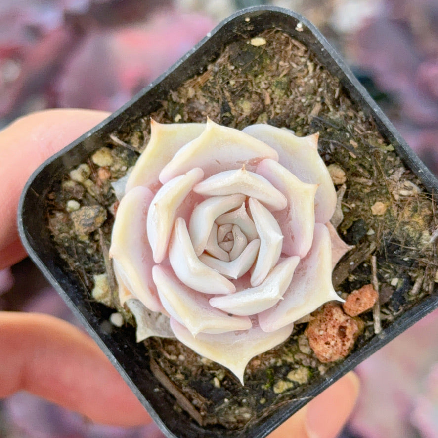Echeveria Lilacina Succulent Plant