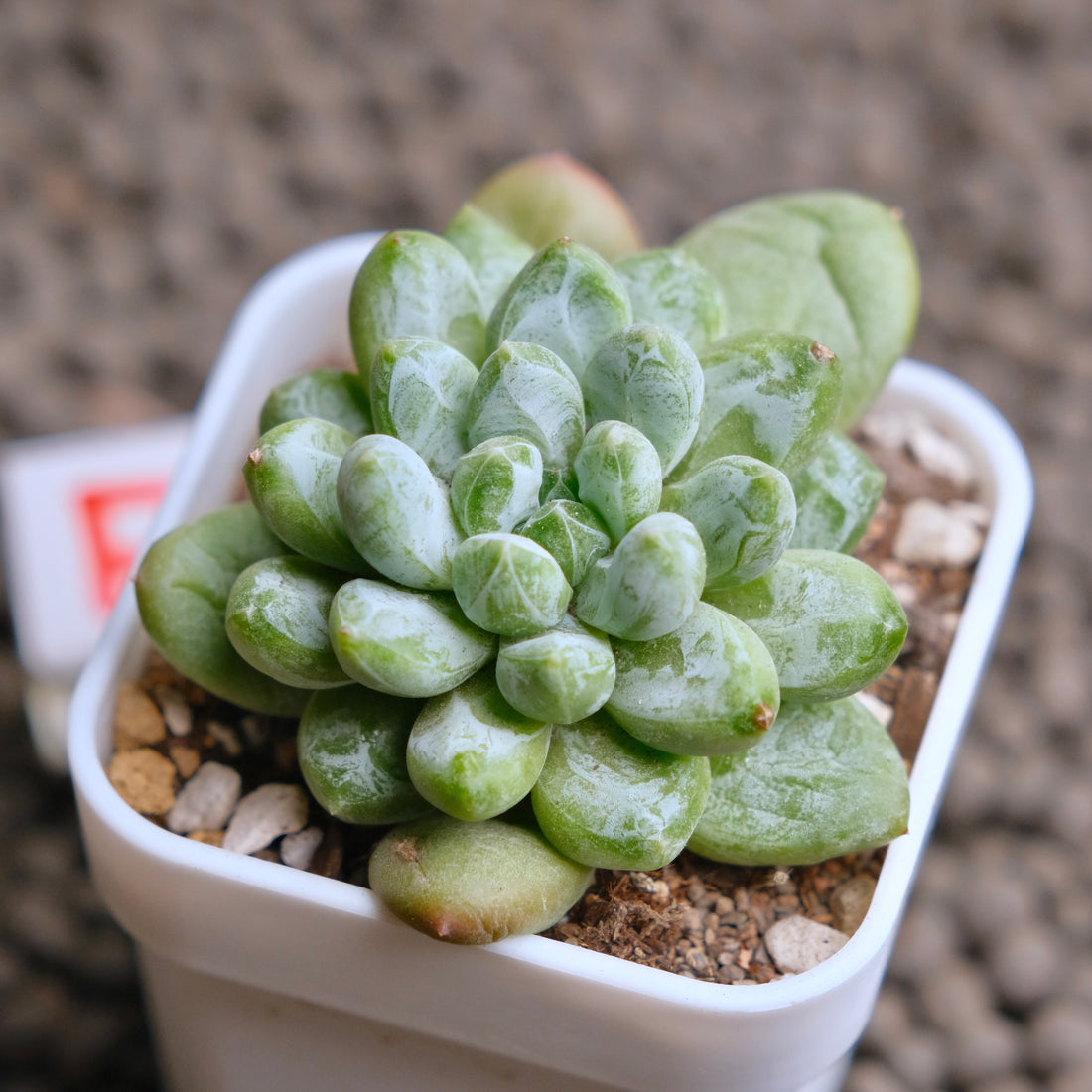 Pachyveria Cocoa Beans Imported Succulent Plant - F