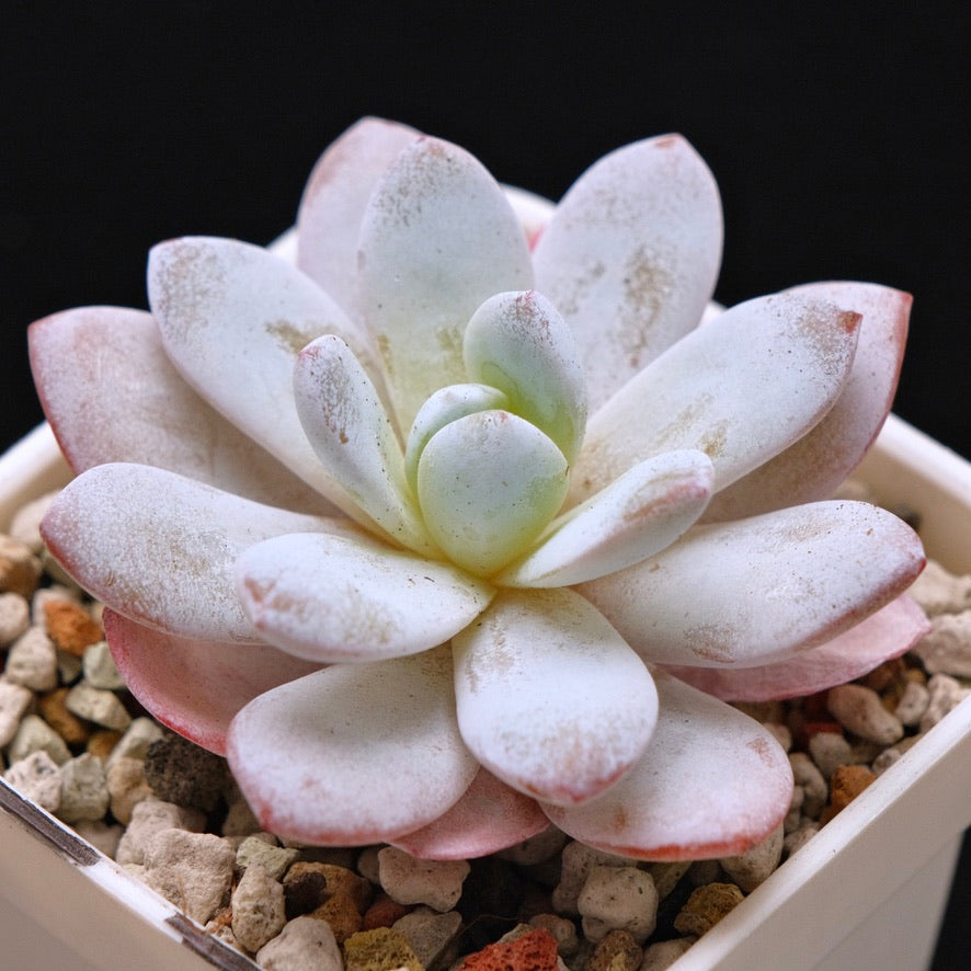 Echeveria laui Korean Succulent Plant