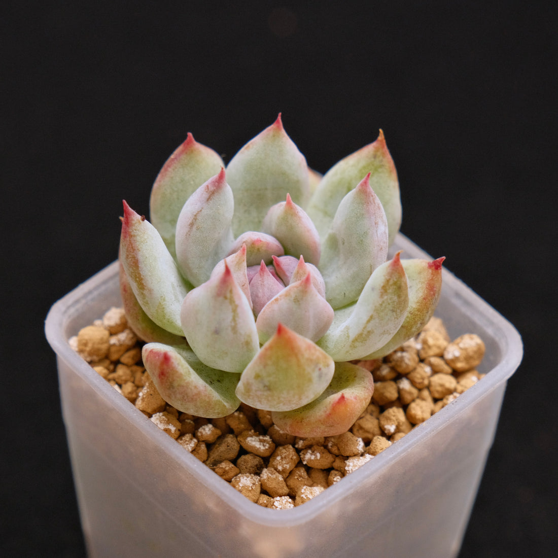 Monstrose Echeveria Prism Korean Succulent Plant