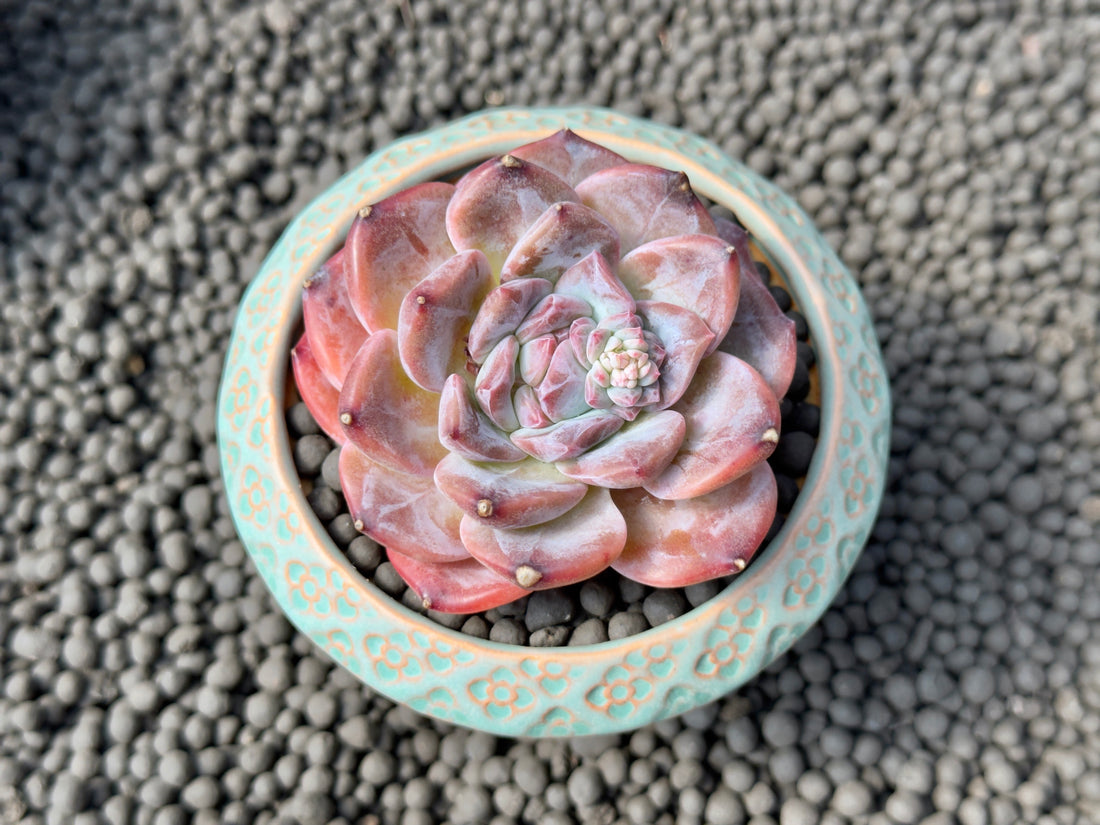 Echeveria Ice Soul Imported Succulent Plant