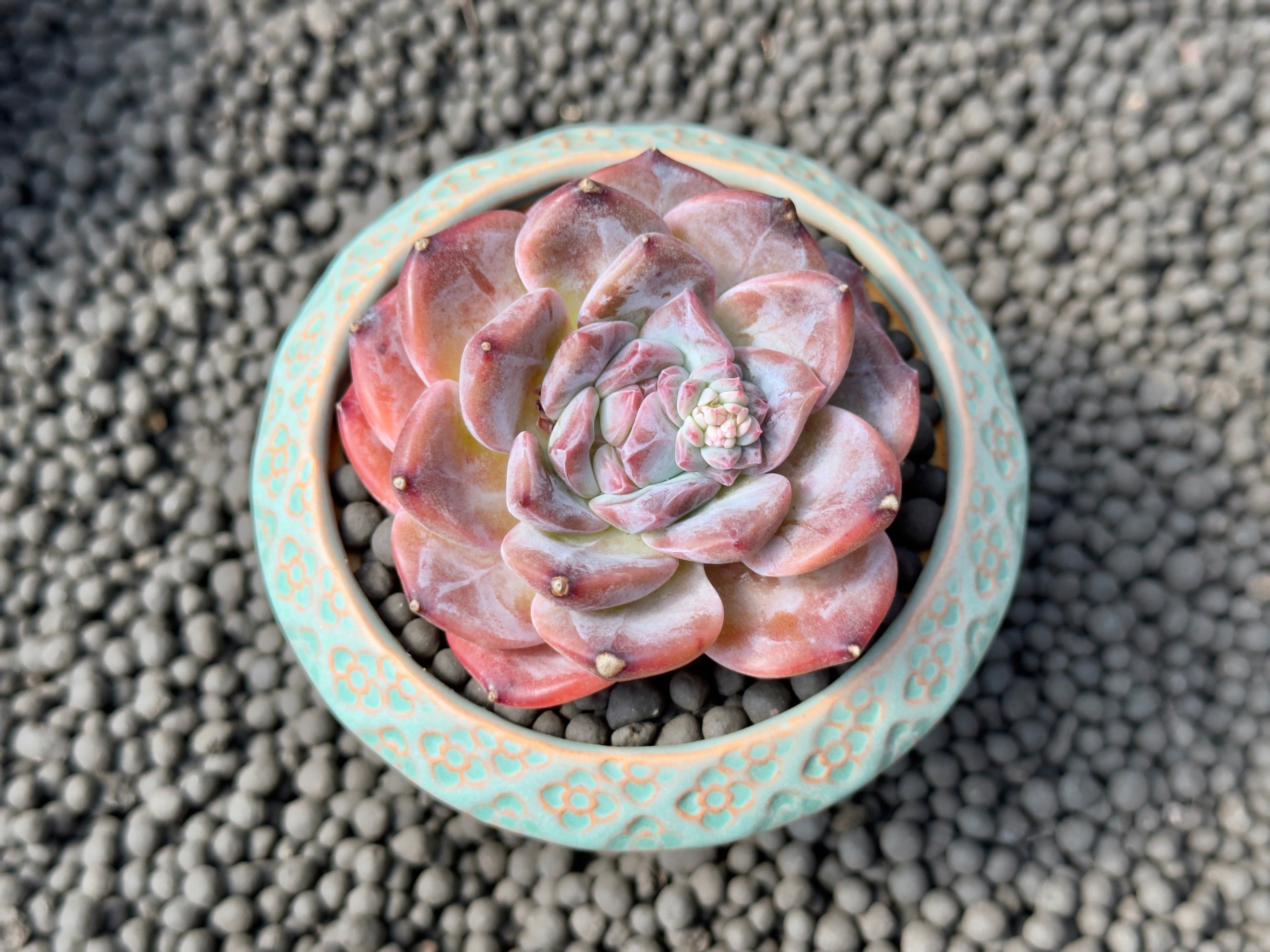 Echeveria Ice Soul Imported Succulent Plant