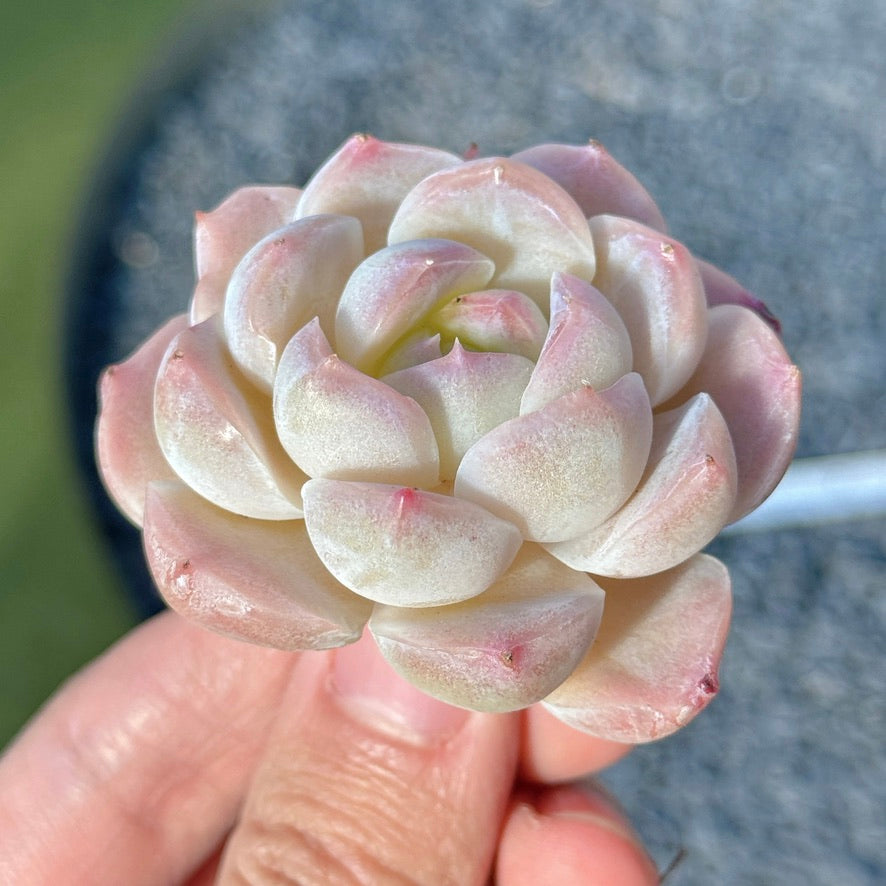 Echeveria Mystery Hybrid Succulent Plant D