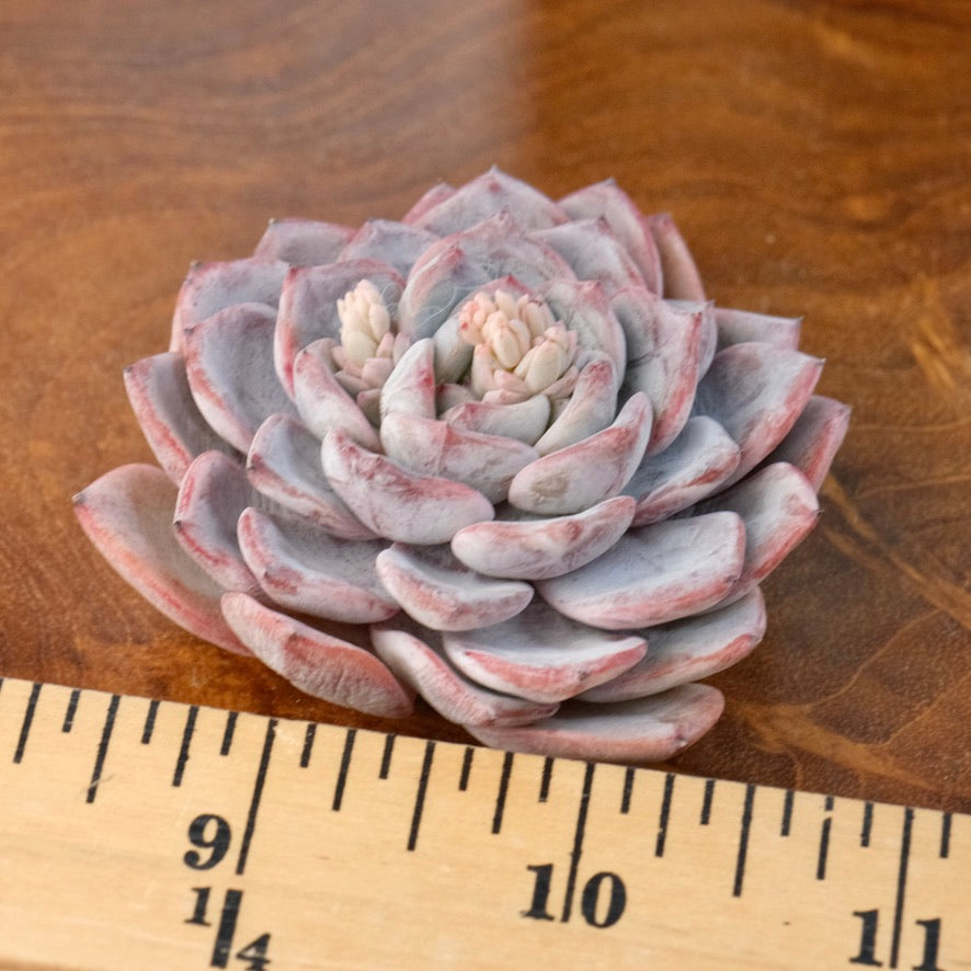 Echeveria White Princess Korean Succulent Plant