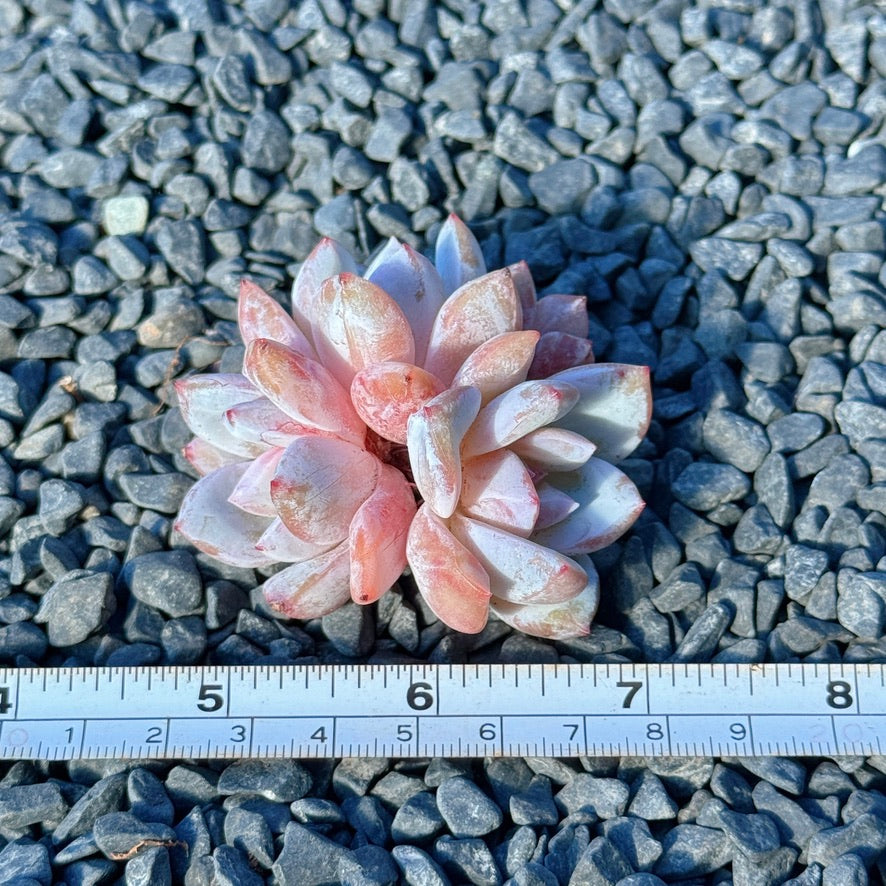 Echeveria Trumso Succulent Plant A