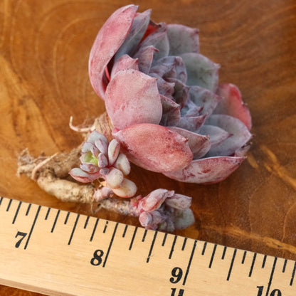 Echeveria Anything Korean Succulent Plant