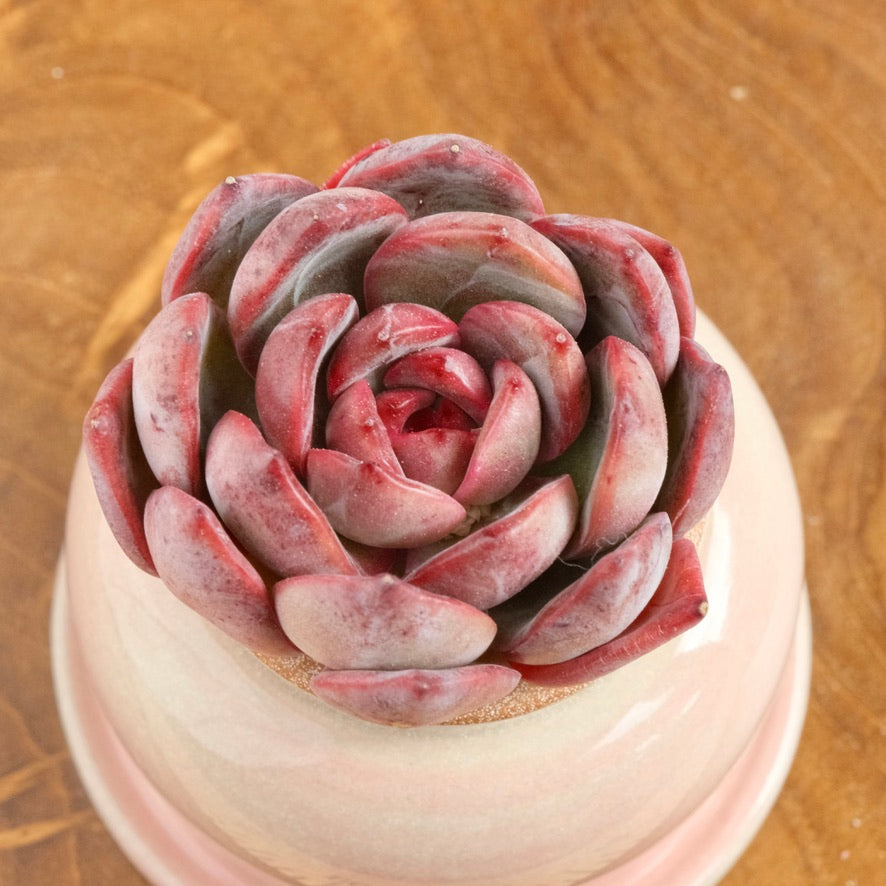 Echeveria Glam Pink Korean Succulent Plant