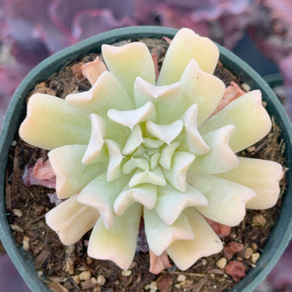Echeveria Topsy Turvy Succulent Plant