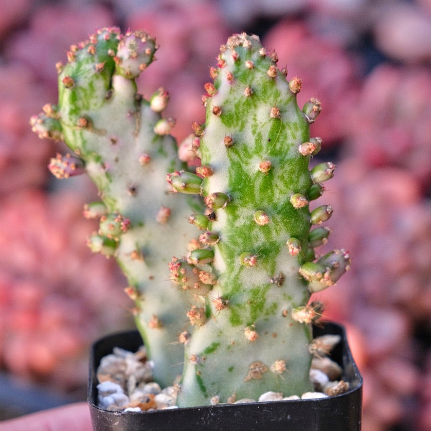 Opuntia monacantha variegata Variegated Joseph&